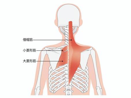 肩こりの原因になる僧帽筋の緊張